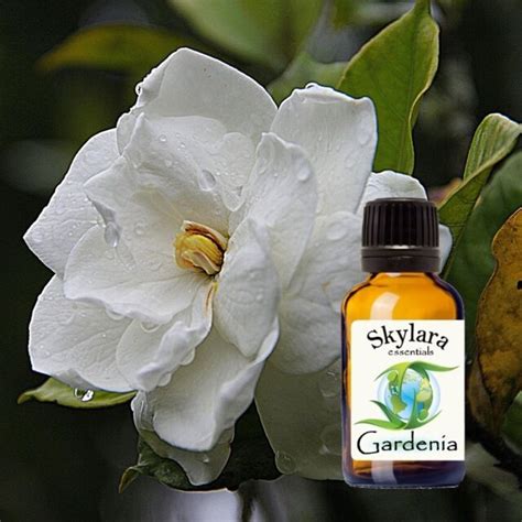 100 Pure Organic Gardenia Essential Oil Free Shipping Ebay