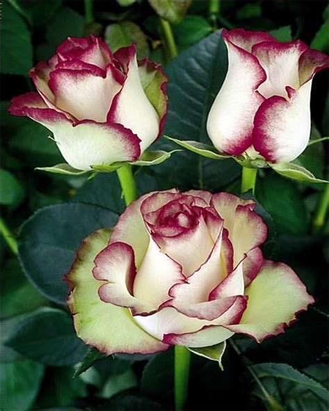 See more ideas about beautiful flowers, beautiful roses, pretty flowers. 10 Most Beautiful Roses | See More Pictures | # ...