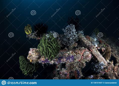 Marine Life Underwater Scene On Dark Blue Background Stock