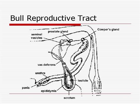 Animal Reproduction Lesson 1 Male Reproductive System Lesson