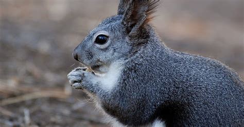 Gambar bentuk hewan dari plastisin kekinian. 53+ Model Terkini Gambar Mewarnai Binatang