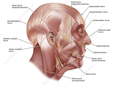 Facial Nerve Anatomy Illustration Stock Image C Science