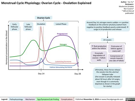 Menstrual Cycle Physiology Ovarian Cycle Ovulation Grepmed