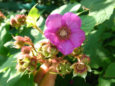 Plant Profile Purple Flowering Raspberry A Summer Beauty