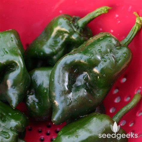 Poblano Ancho Hot Pepper Heirloom Seeds Stuffed Hot Peppers