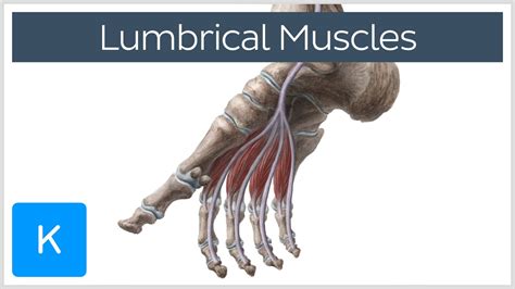 There are 19 or 20 intrinsic foot muscles, therefore 38 to 40 intrinsic foot muscle tendons. Lumbrical Muscles of the Foot - Human Anatomy | Kenhub ...