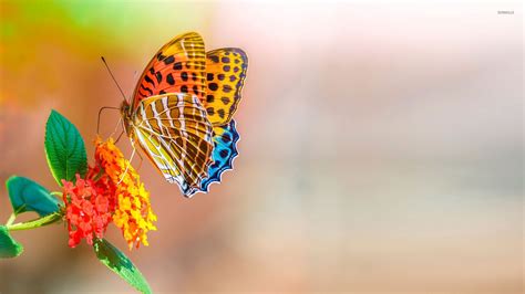 Home » animals » colorful animal wallpaper. Colorful butterfly wallpaper - Animal wallpapers - #46510