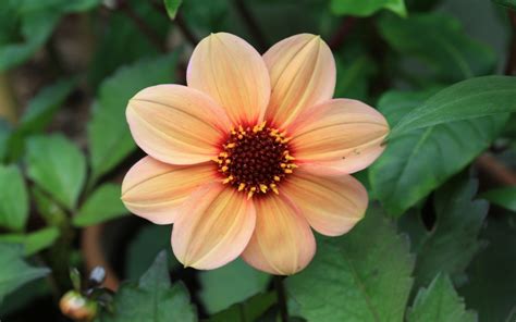 Peach colored flowers on alibaba.com when making attractive decorations that last a long time. Peach-Colored Flower HD Wallpaper | Background Image ...