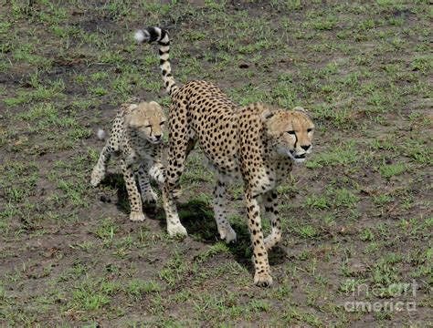 Cheetah Mom With Cub Hanging On To Her Leg Kenya Africa Photograph