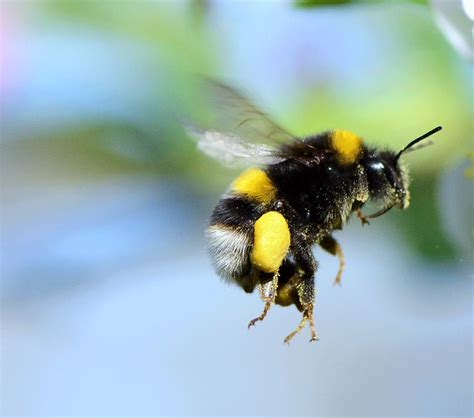 Research Can Bumblebees Really Fly Apis Uk Queen Bumble Bee