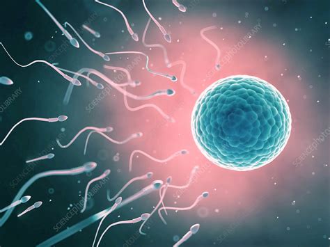 Human Sperm And Egg Artwork Stock Image F0095616 Science Photo Library
