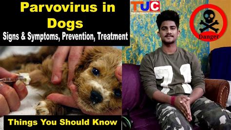 Parvovirus In Dogs Symptoms Prevention Treatment Tuc Competsport