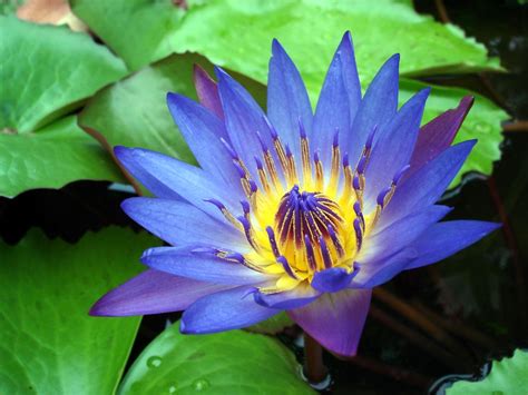 Japanese Water Lily Images And Pictures Becuo Lotus Bleu Blue Lotus