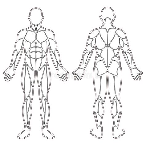 Human body back front side. Human Body Muscles Silhouette Stock Vector - Illustration ...