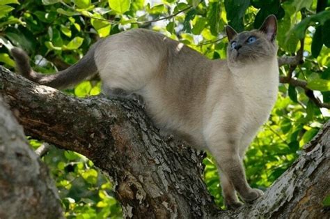 Blue Point Siamese Cat Facts Origin And History With Pictures Pet Keen