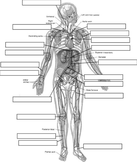 Anatomy And Physiology Coloring Workbook Answer Key Chapter 1 2