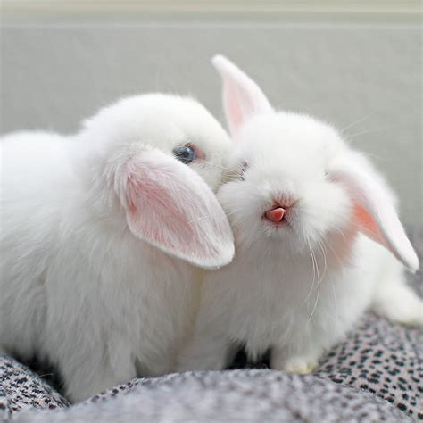 The Cutest Bunny Kiss