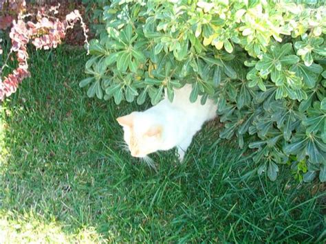 Learn how to deter cats with one of our safe but effective methods. How to Make Cats Stop Pooping in Flower Beds and Gardens ...