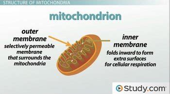 See full list on scienceaid.net Mitochondria Structure: Cristae, Matrix and Inner & Outer ...