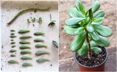 3 Easy Ways To Propagate Succulents From Leaf Stem Or