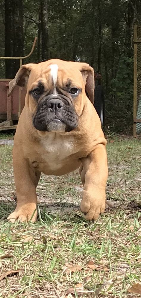 Check our site www.oneofakindbulldogs.com for more info on the breed and www.bulldoggerescues.com for info on. Old English Bulldog Puppies For Sale | Ocala, FL #284304