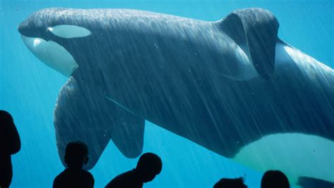 I had totally forgotten about this. Keiko: najpoznatiji kit ubojica na svijetu nije htio biti ...