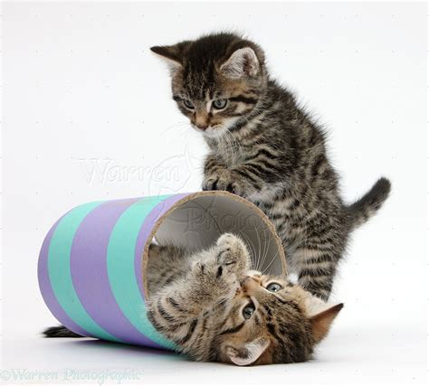 Two Cute Tabby Kittens Playing With A Tube Photo Wp36002