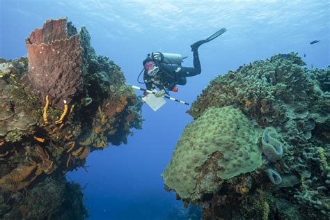 Coral Reefs Can Adapt To Climate Change Heres How Coral Reef Alliance