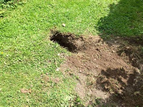 How To Prevent Badgers Digging Holes In Your Lawn Saga