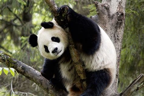 Giant Pandas No Longer Endangered In China The Filipino Times