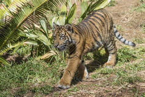 Suka Suka 5 Month Old 53lb Sumatran Tiger Cub San Diego Flickr