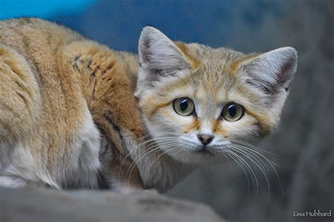 Maybe you would like to learn more about one of these? Sand Cat - Cincinnati Zoo & Botanical Garden®