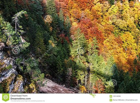 Lush Colorful Autumn Mountain Forest From Above Stock Photo Image Of
