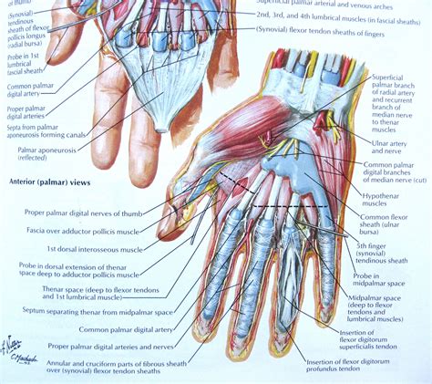 Anatomy And Injuries Of The Hand And Wrist Anatomical