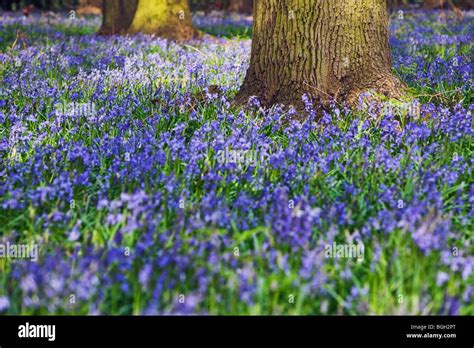 English Bluebells In Spring Hi Res Stock Photography And Images Alamy