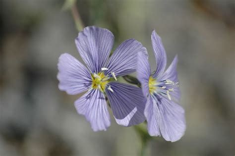 Western Blue Flax Roadside Flower In Lassen National Park Vladeb