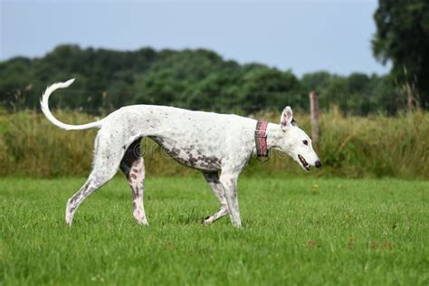 White Greyhound Rolling Around In The Grass Stock Image Image Of
