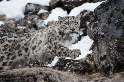 Encountering Elusive Snow Leopards Wwfca