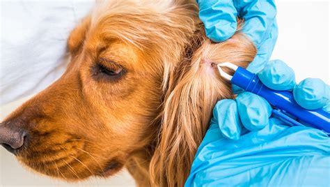 How To Remove A Tick From A Dogs Ear Fauna Care