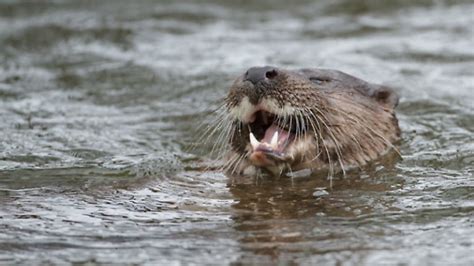 birmingham s canals in need of volunteer otter spotters canal boat