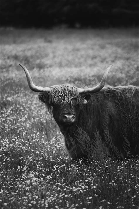 Highland Cattle Plakat Bga Fotobutikk
