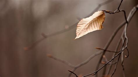 Dried Leaf Nature Leaves Branch Depth Of Field Hd Wallpaper