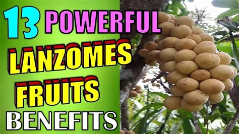 13 Powerful Health Benefits Of Lanzones Fruits That You Should Know