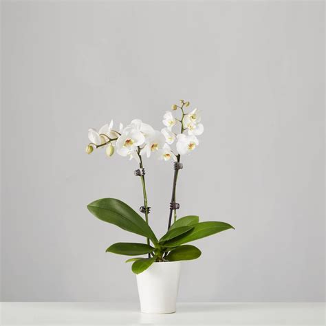Phalaenopsis Orchid Plant Best Indoor Flower Plants For Beginners