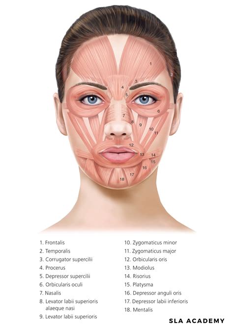 E Download Facial Muscle Anatomy Poster Sla Medical Shop