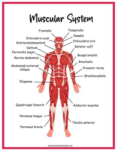 Muscular System Activity Set Muscular System Muscular System