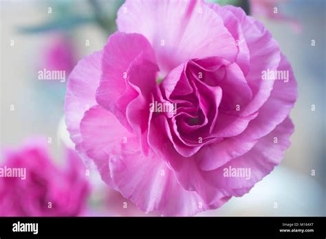 Pink Color Carnation Flower Macro Stock Photo Alamy