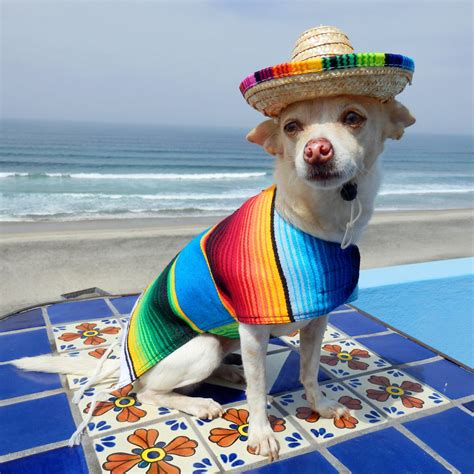 Dog Sombrero Baja Ponchos
