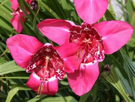 Scopri le tantissime varietá di bulbi da fiore orginali olandesi. Fiori da bulbo - Bulbi - Fiori da bulbo caratteristiche