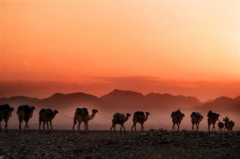 It reduces efforts a lot. How Camel Dung Points to God's Provision - Lana Christian